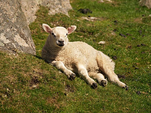 Lamb near Fidden (Fionnphort)