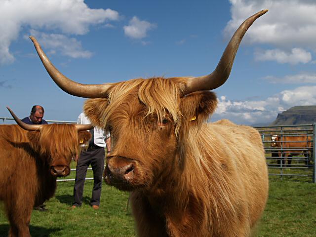 Highland Cow (Bunessan Show)